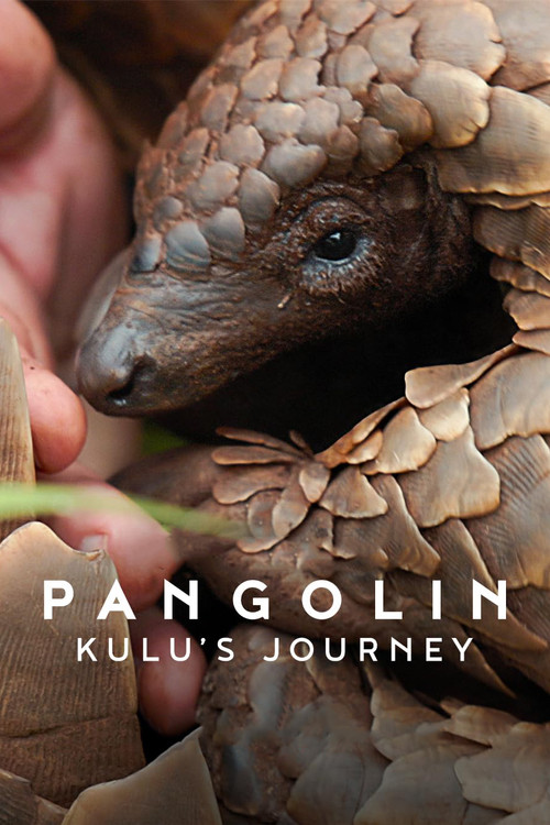 Pangolin: Kulu’nun Yolculuğu (2025) film posteri